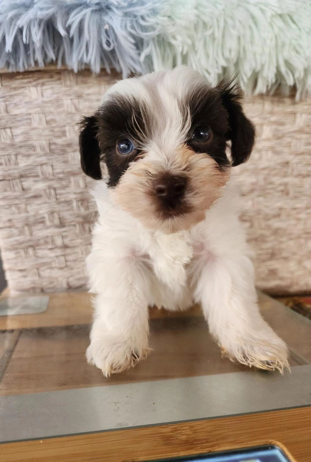 Current IS Puppies